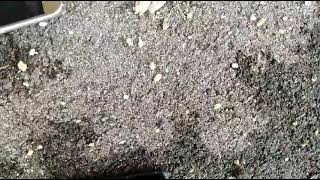Alcatel Jitterbug Smart 3 Drop Test