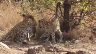 Leopard And Cubs On The Move