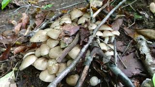 天然きのこ狩り2020【ホンシメジ】