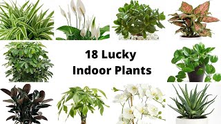 Top 18 Lucky Plants for 2022 | Fengshui Plants | Lucky Plants for decoration your home