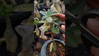 Treating Adenium Leaves Affected By Fusarium Fungus