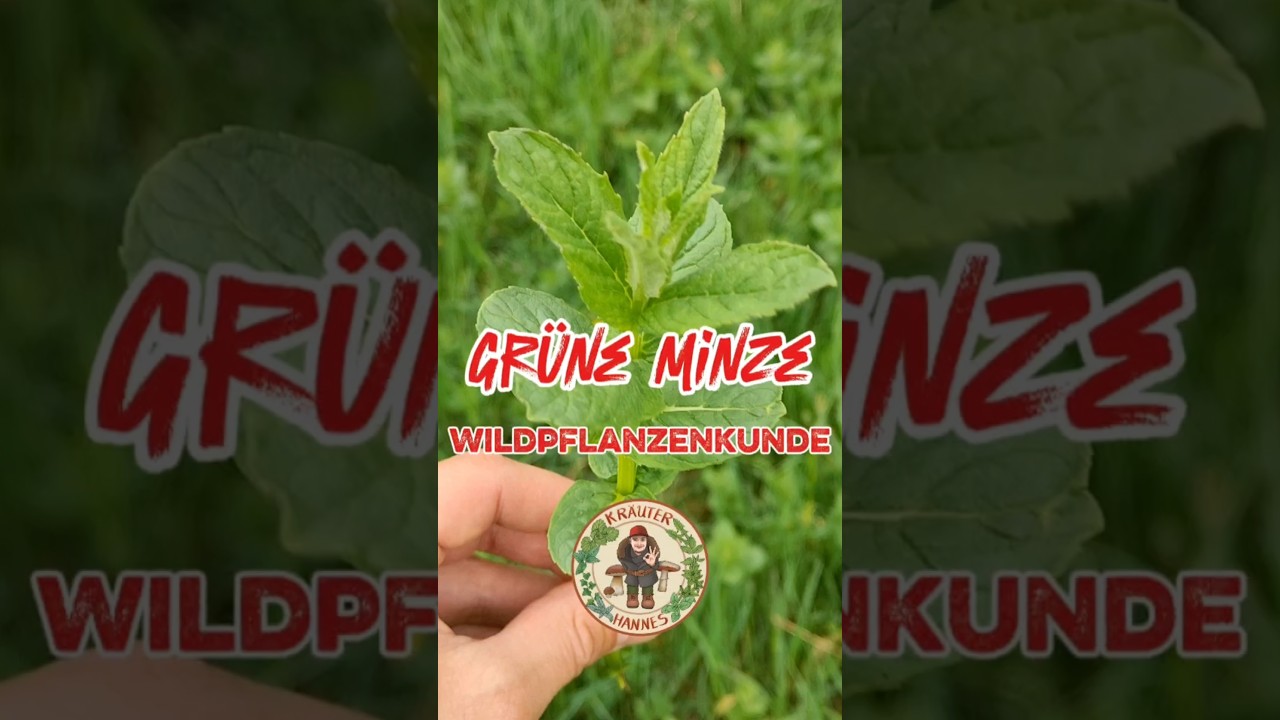 Grüne Minze 🌿 Wildpflanzenkunde 🌱 