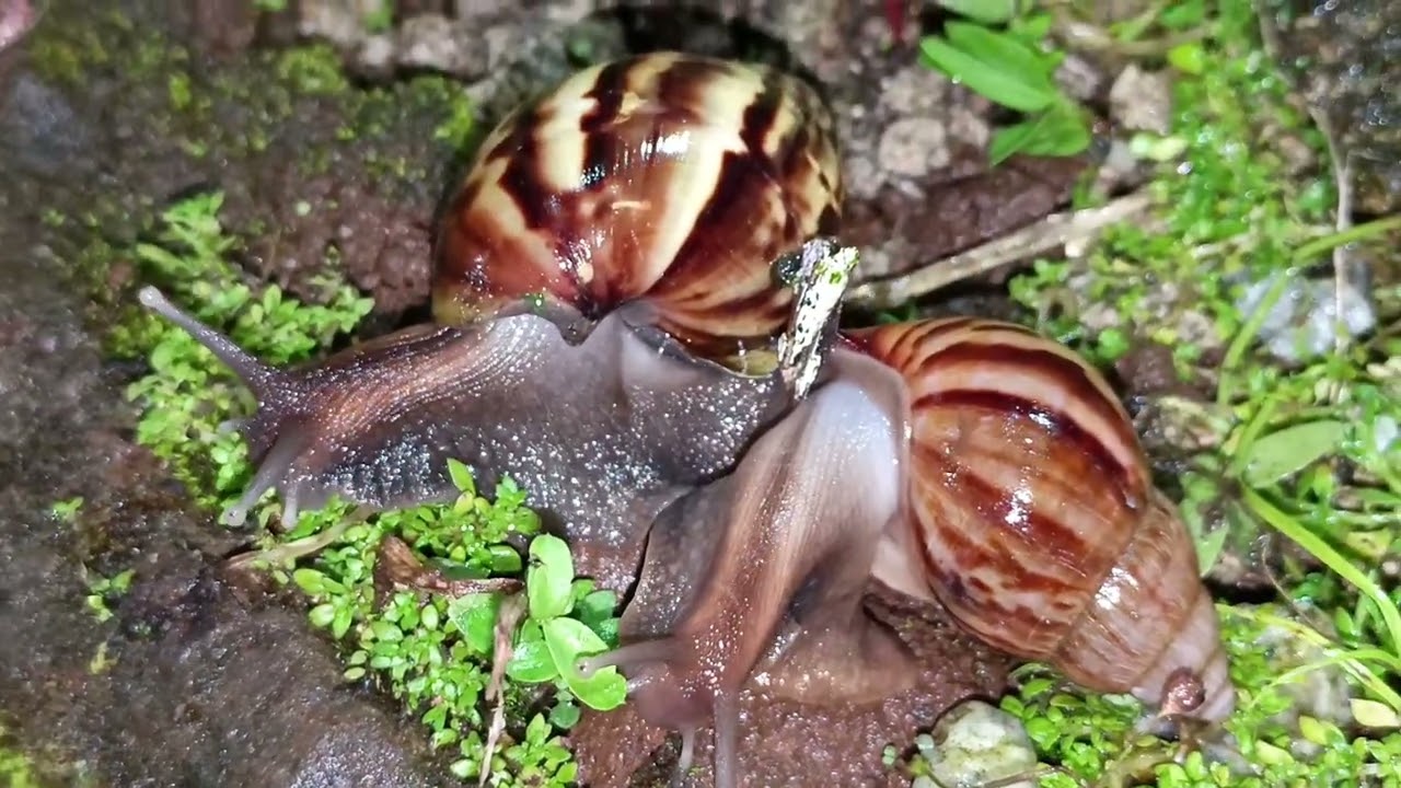The Great Night Feast: Snail Hunts for Dinner in a Backyard Macro View
