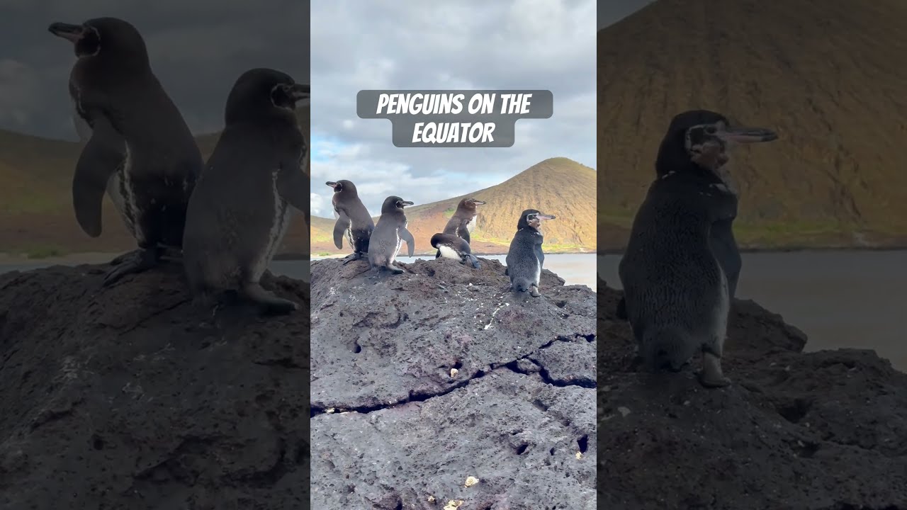 Not All Penguins Live In The South Here S Northern One 