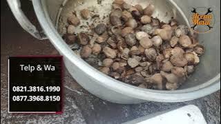Harga Mesin Pemecah Pengupas Buah Pala