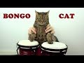 BONGO + CAT = BONGO CAT