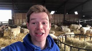 A look around our Lambing Shed April 2020