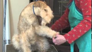 Grooming The Lakeland Terrier  Part 3