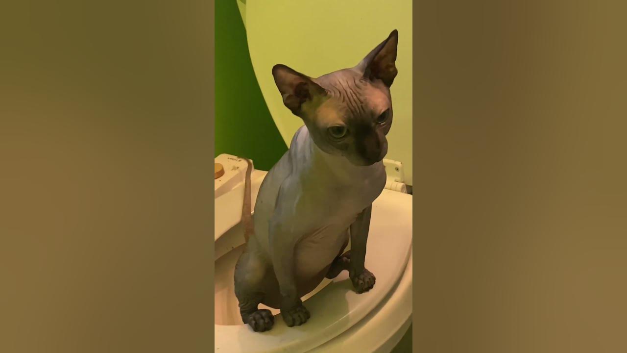 Cat Peeing in Toilet shorts YouTube
