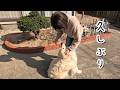 久しぶりに会えて嬉し過ぎてかまって欲しくて離れない犬・・・。 #メイちゃんねる