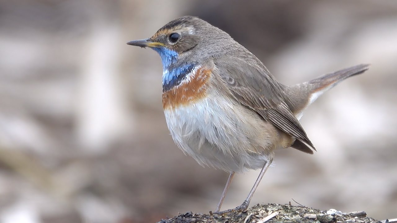 hornets font 4K: Bluethroat searches food. Blaukehlchen sucht Futter.