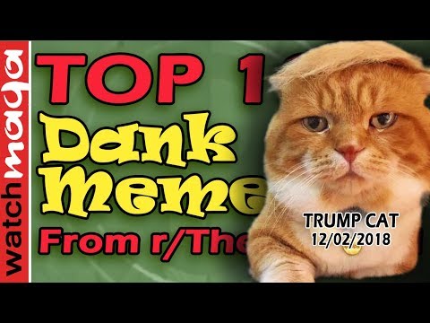 maga-memes-and-trump-cats