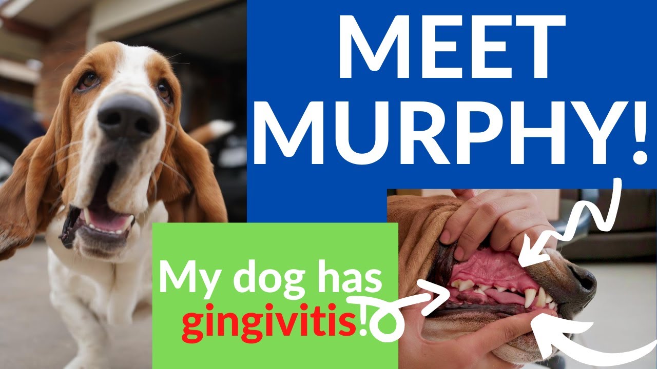 MEET MURPHY (My Dog Has Gingivitis) | Just Floss It