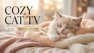 ถ่ายทอดสด 24 ชั่วโมง Cat TV แสนอบอุ่น 🎵 เพลงผ่อนคลาย ลดกังวล หลับลึก screenshot 3