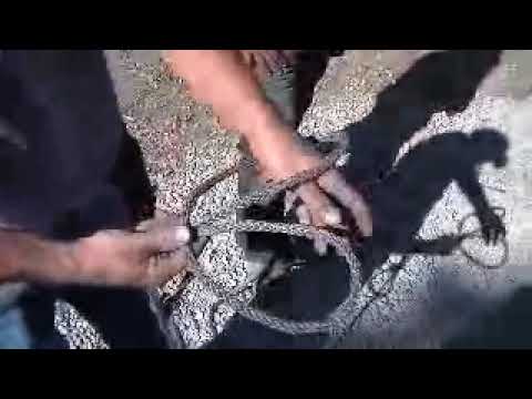 Knots, Flying Bowline, Dragging Bowline and the Peach Bowline