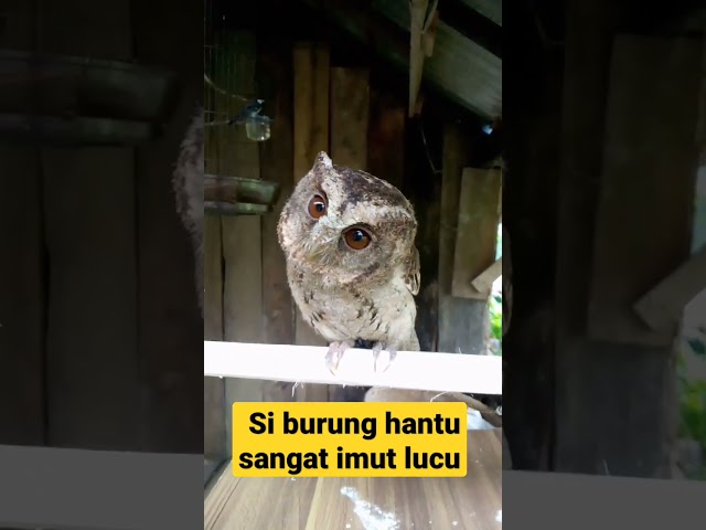 burung hantu sangat lucu imut#shrots class=