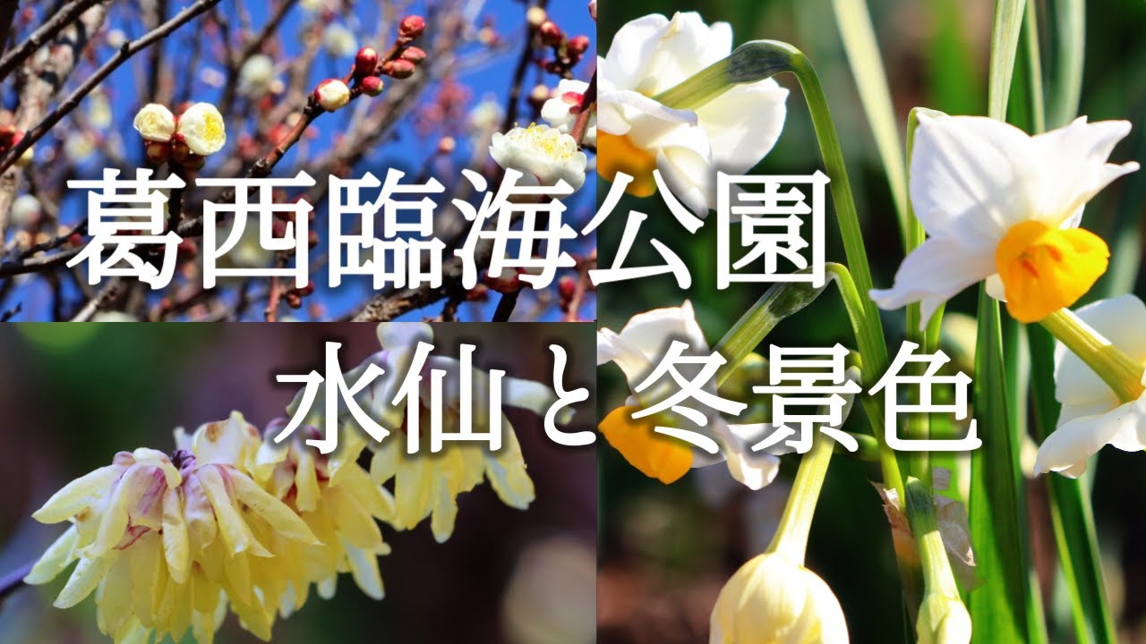 咲き始めた水仙と冬景色 葛西臨海公園/Kasai Rinkai Park Daffodils