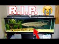 SAVAGE Fish MURDERED ALL of our Pet Fish!!! (R.I.P.)