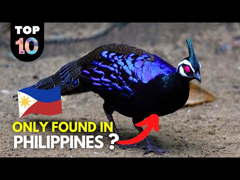 10 RARE Animals Only Found in the Philippines 🇵🇭