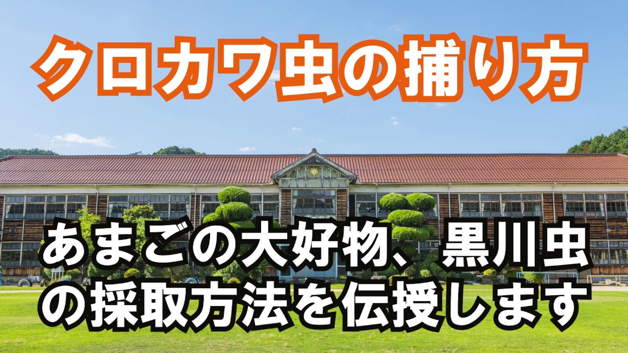 クロカワ虫の採取方法を教えます 意外と簡単に現場で餌採集 Youtube