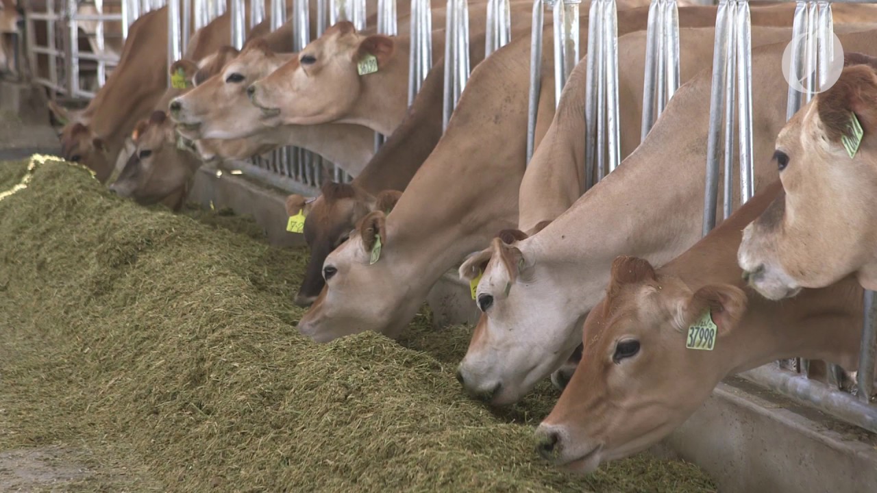 Oregon Is Home To The Largest Dairy In The Nation Here s A Look Inside oregon-is-home-to-the-largest-dairy-in-the-nation-here-s-a-look-inside