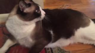 Hunter cat by Sheila Hunter 3,577 views 7 years ago 6 seconds