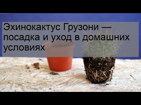 Кактус грузони уход в домашних условиях