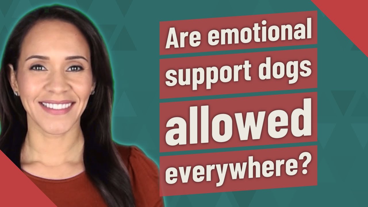 Are emotional support dogs allowed everywhere? YouTube