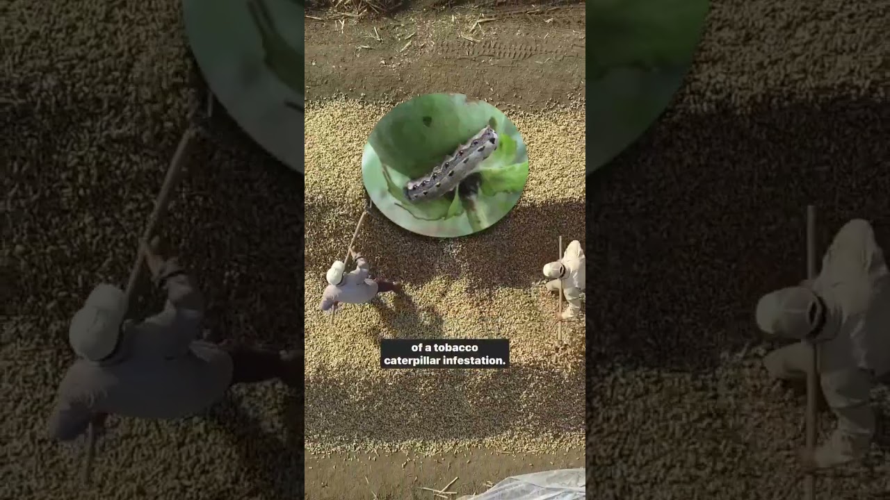 Keep aphids off your pea plants…