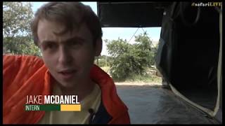 Download Lagu Straight from the Urban Jungle: The Journey of a safariLIVE Intern MP3 Download Lagu Straight from the Urban Jungle: The Journey of a safariLIVE Intern MP3