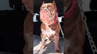 North American Mastiff dog breed profile