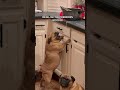 Pug Tries To Steal Noodles Off Counter