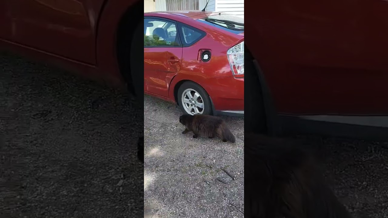 Chantilly Tiffany has unrestrained summer fun