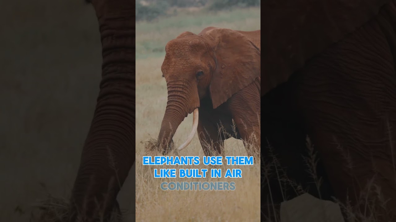 Fun Elephant Facts! 🤩 