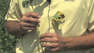 Assessing Soybean for Drought Stress