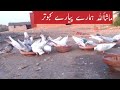 Mashaallha kabutar ka look chek karo New vlog video