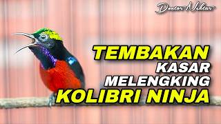 VARIASI TEMBAKAN KASAR - MELENGKING TAJAM KOLIBRI NINJA COCOK UNTUK MASTERAN SEGALA JENIS BURUNG