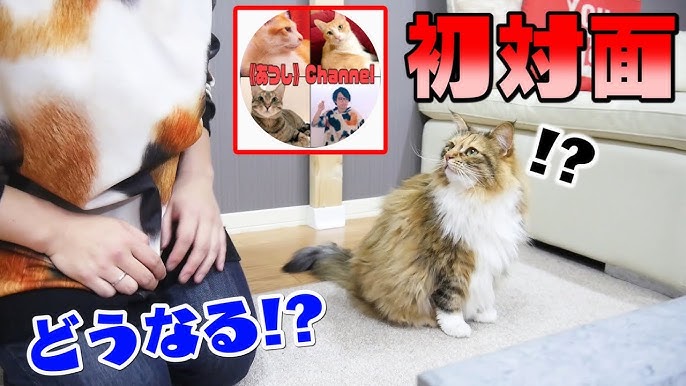 検証 ベルを鳴らしておやつを催促する猫 Youtube 検証 ベルを鳴らしておやつを催促する猫 Youtube