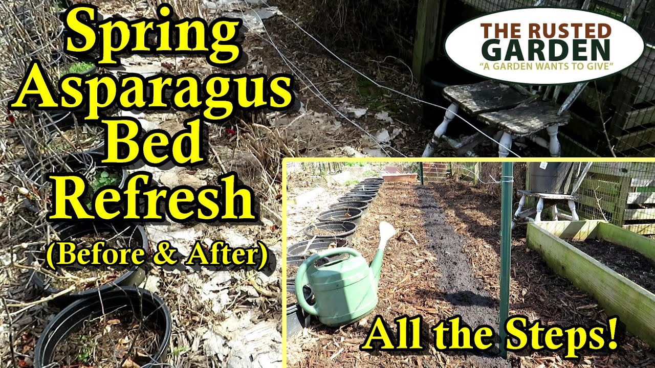 How to Fertilize and Prepare Your Asparagus Bed in the Spring: Increase Spear Production!