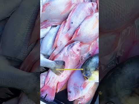 فرصه ثانية شكوكو عبدالغفور    