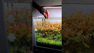 Paracheirodon simulans – The Green Neon Tetra