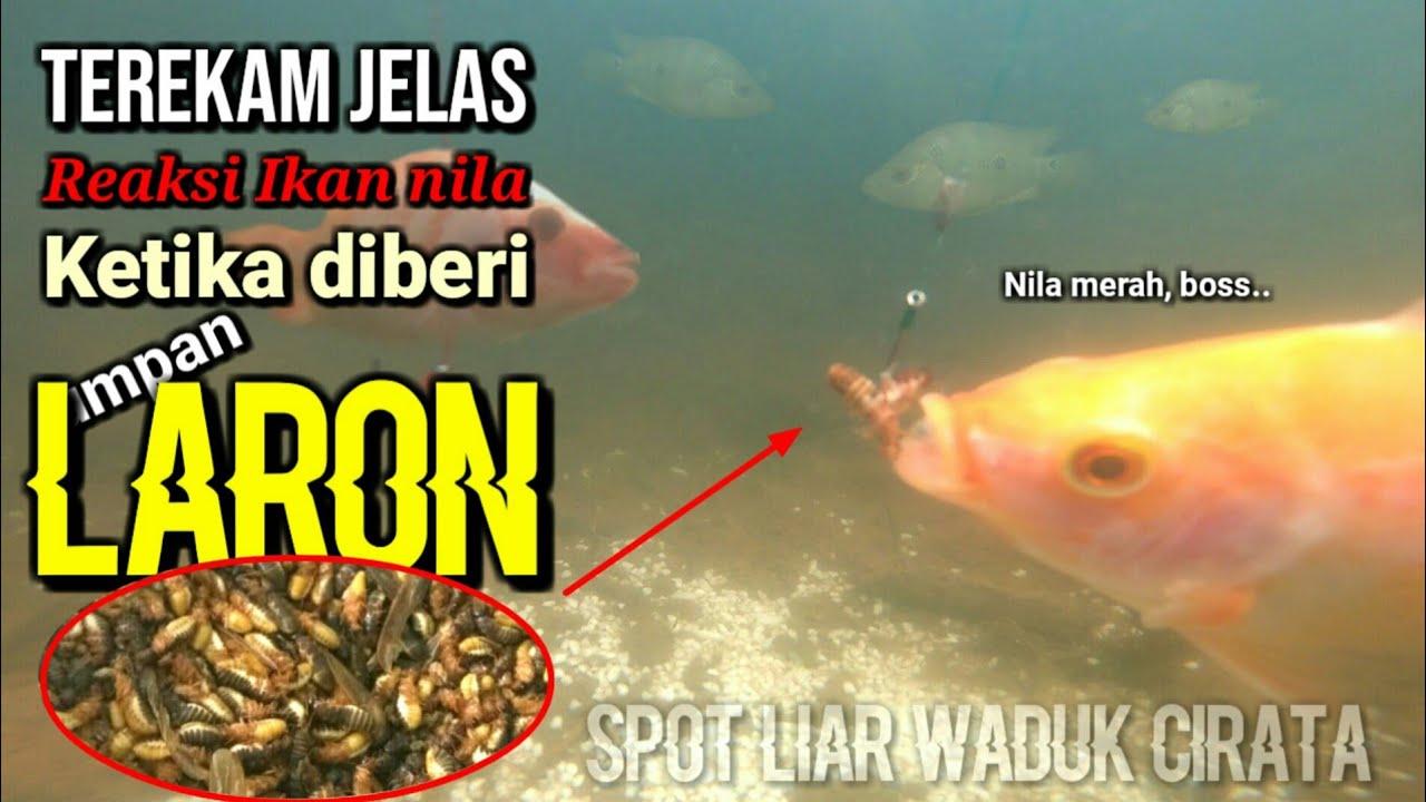 Sebelum mencobanya lihat dulu video ini | Tes umpan laron di spot liar cirata