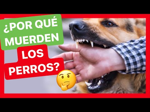 Video: 6 razones posibles por las que tu perro odia su arnés