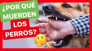 4 MOTIVOS por los que TU PERRO PUEDE MORDER   [TIPOS DE MORDIDA] ✅