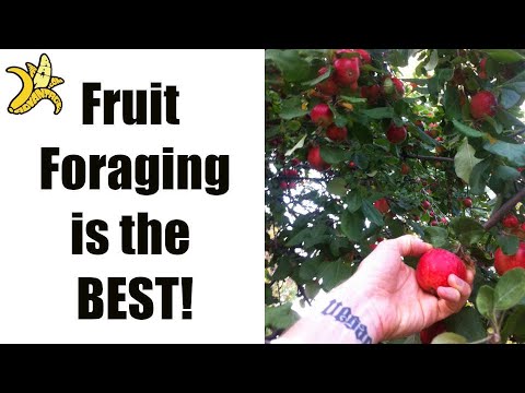 Chris Kendall The Raw Advantage - Fruit Foraging is the Best!