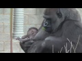 Extraño bebé gorila recién nacido en el Zoo Twycross