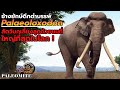 "พาลีโอลอกโซดอน" ช้างที่ใหญ่ที่สุดในโลก [ Paleomite EP.6 Palaeoloxodon, The largest land mammal]