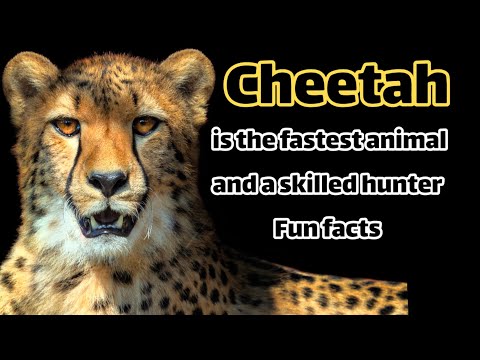 Video: Sa jetojnë cheetahs?