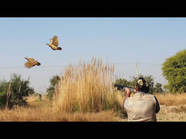 Grey Partridge Hunting in Pakistan | 2022 class=