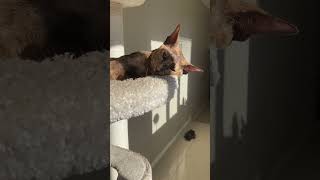 Download Lagu #cat #kittan #catlover #kittin #cute #katten #kitton #kitten #kitti MP3